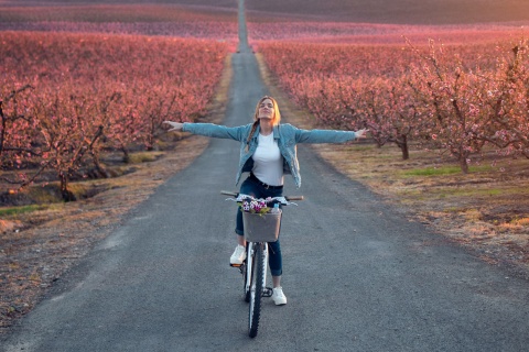  Turysta na rowerze przemierza pola kwitnącej wiśni w Lleida, Katalonia