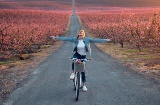 Turista en bicicleta atraviesa los campos de cerezo en flor en Lleida, Cataluña