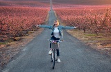 Turista de bicicleta atravessando os campos de cerejeiras em flor em Lleida, Catalunha