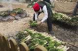 Immagine di una tipica calçotada a Valls (Tarragona, Catalogna)