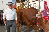 Romería de San Isidro Labrador à Los Barrios
