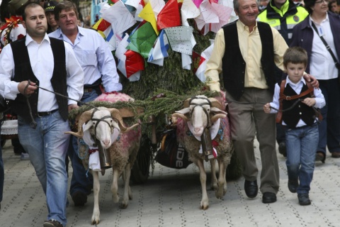 Un carro tirado por dos carneros porta la ofrenda de los vecinos de una pedanía en la fiesta de Mondas, en Talavera de la Reina (Toledo, Castilla-La Mancha)