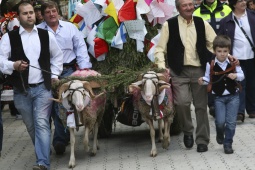 Une charrette tirée par deux béliers porte l'offrande des habitants d'un quartier, lors de la fête de Mondas, à Talavera de la Reina (province de Tolède, Castille-La Manche)