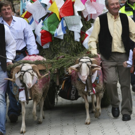 Wóz ciągnięty przez dwa barany niesie ofiarę mieszkańców wsi podczas święta Mondas w Talavera de la Reina (Toledo, Kastylia-La Mancha)