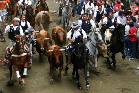 Bull and horse droving in Segorbe