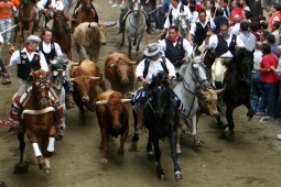 Entrada de touros e cavalos de Segorbe