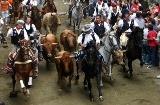 Bull and horse droving in Segorbe