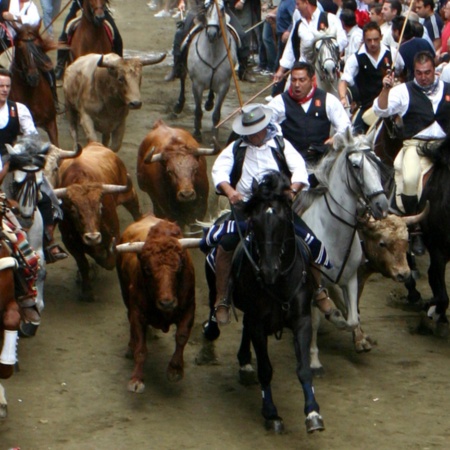 Bull and horse droving in Segorbe