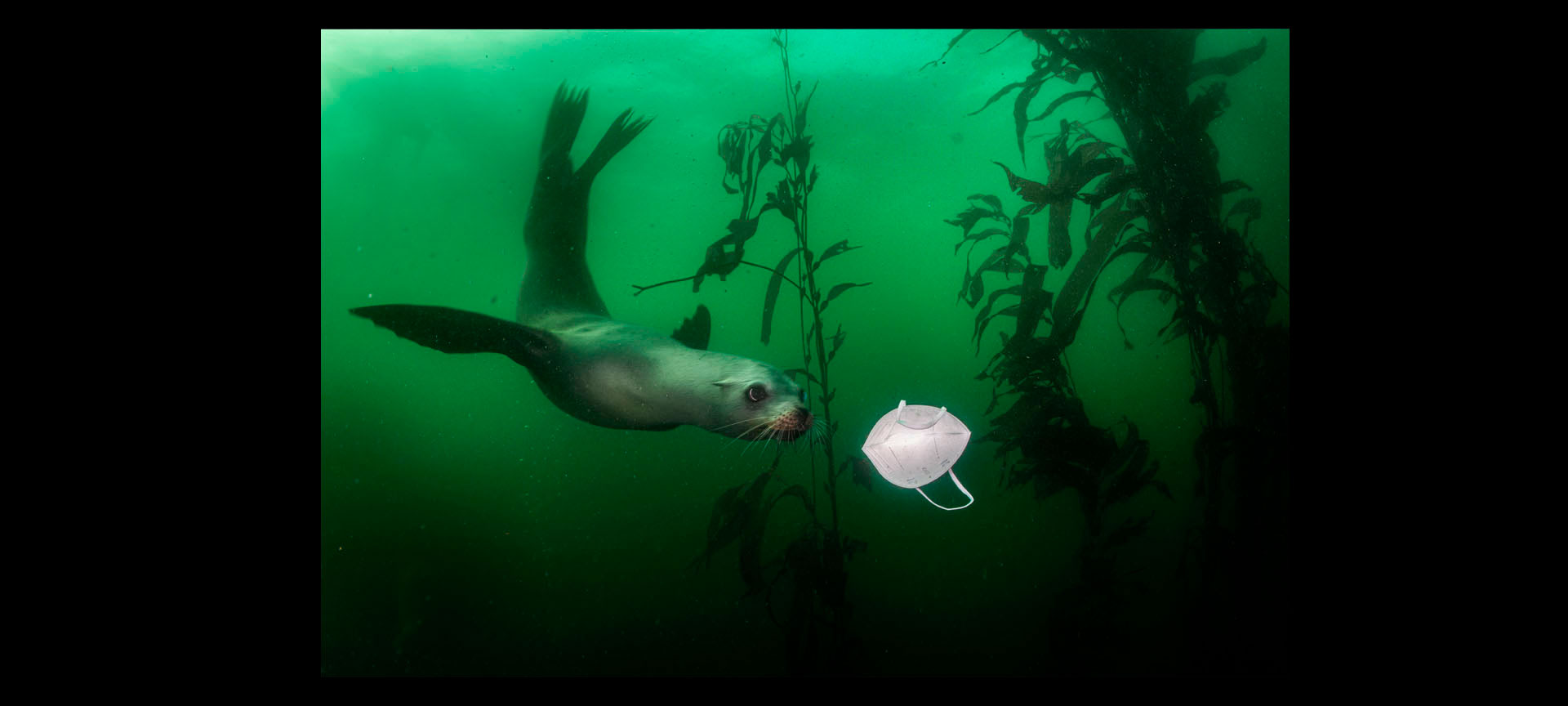 ‘Environment’ first prize: California Sea Lion Plays with Mask ‘Environment’ first prize: California Sea Lion Plays with Mask