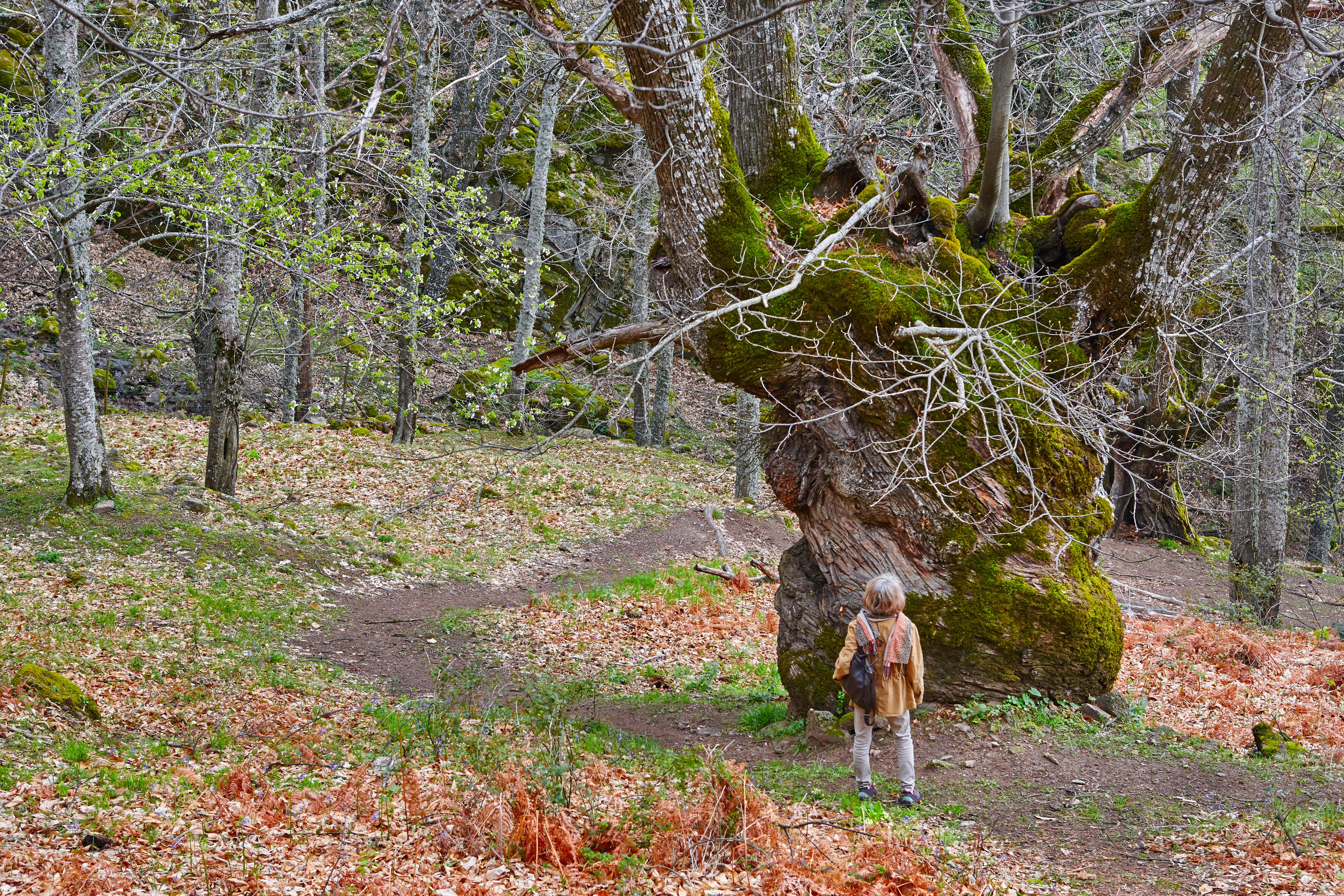 Otoño mágico en el Valle del Ambroz