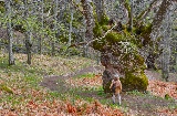 Paisaje otoñal del Valle de Ambroz