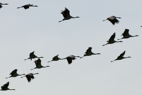 Grues lors du salon international du tourisme ornithologique