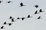 Cranes at the International Ornithological Tourism Fair