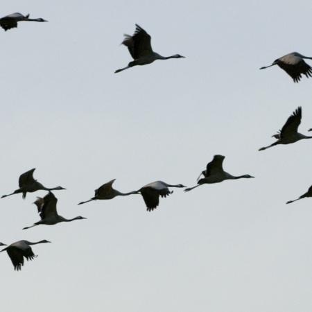 Kraniche auf der Internationalen Messe für Ornithologietourismus