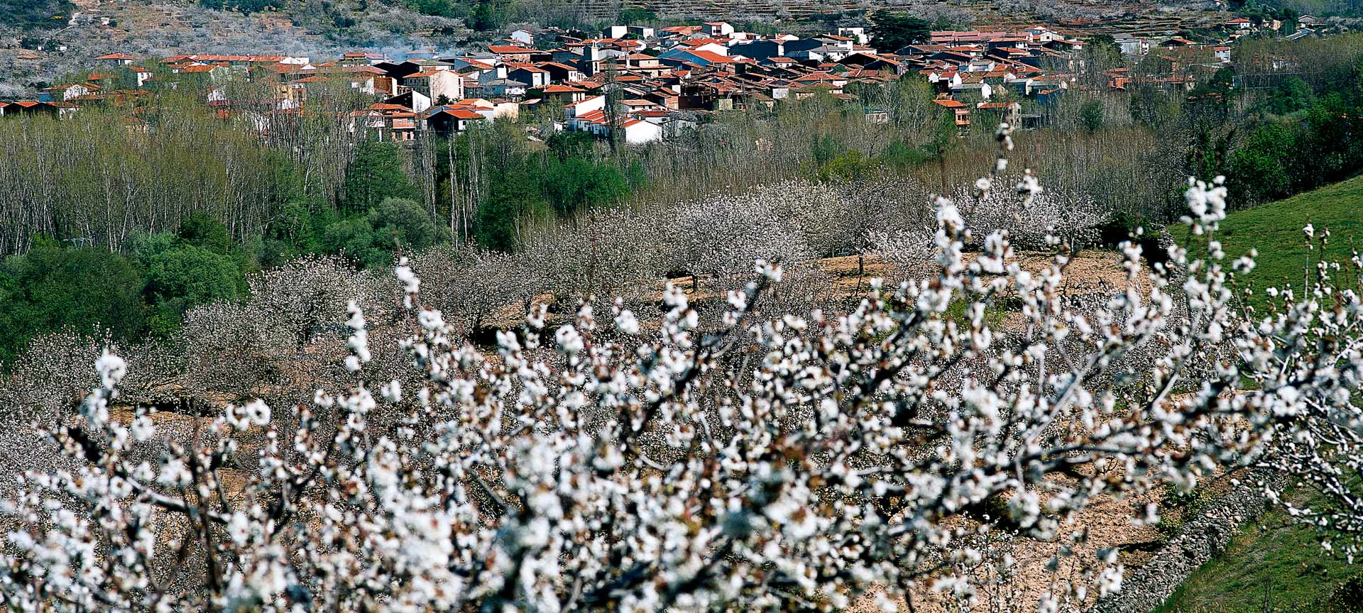 Jerte Valley (Cáceres)