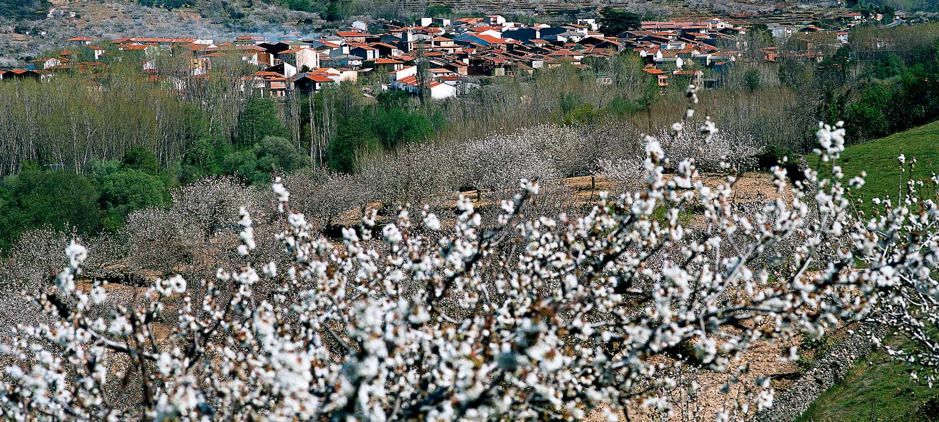 Valle del Jerte (Cáceres) Valle del Jerte (Cáceres)