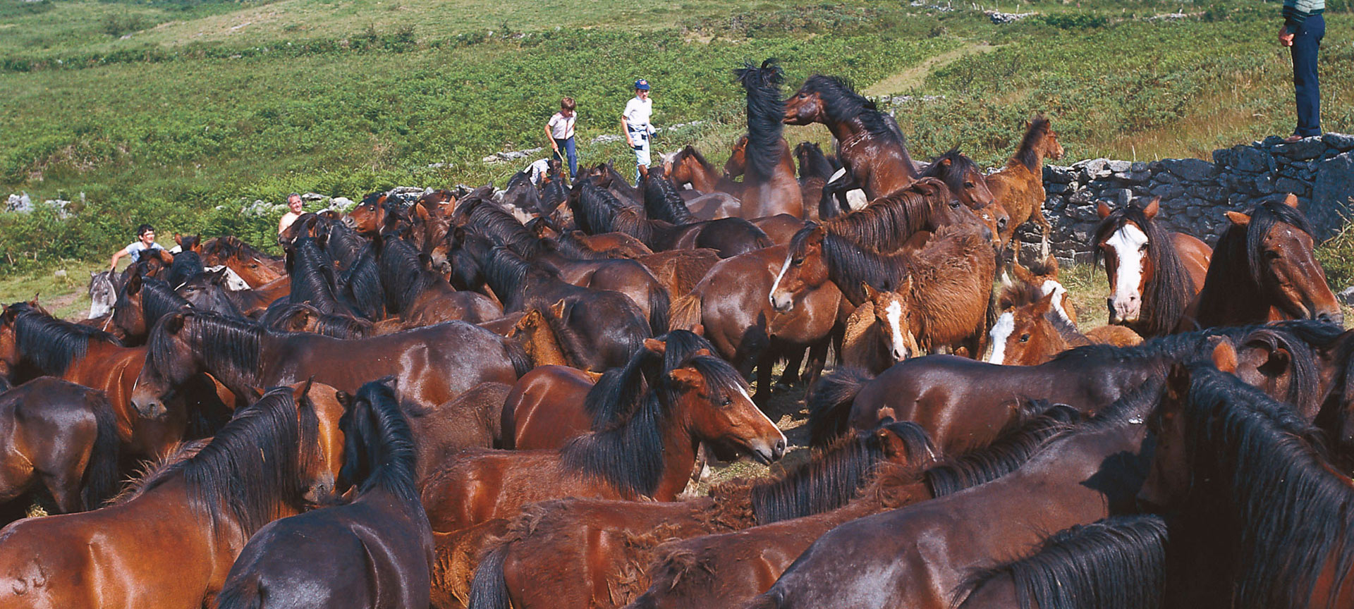 A Rapa das bestas de Sabucedo