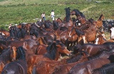 A rapa das bestas (horse-shearing festival)