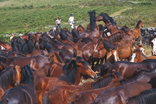 Rapa das bestas (tosatura dei cavalli)