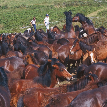 A rapa das bestas (horse-shearing festival)