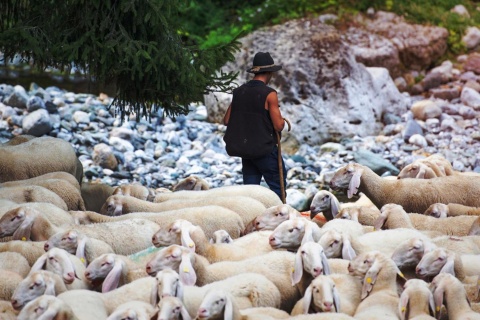 Brebis pendant la transhumance