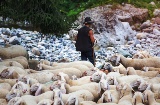 Sheep during transhumance