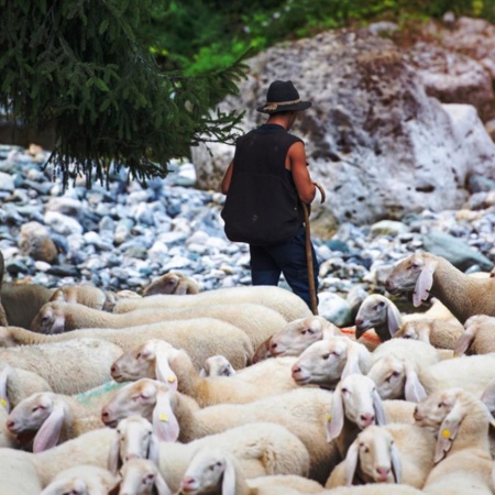 Pecore durante la transumanza