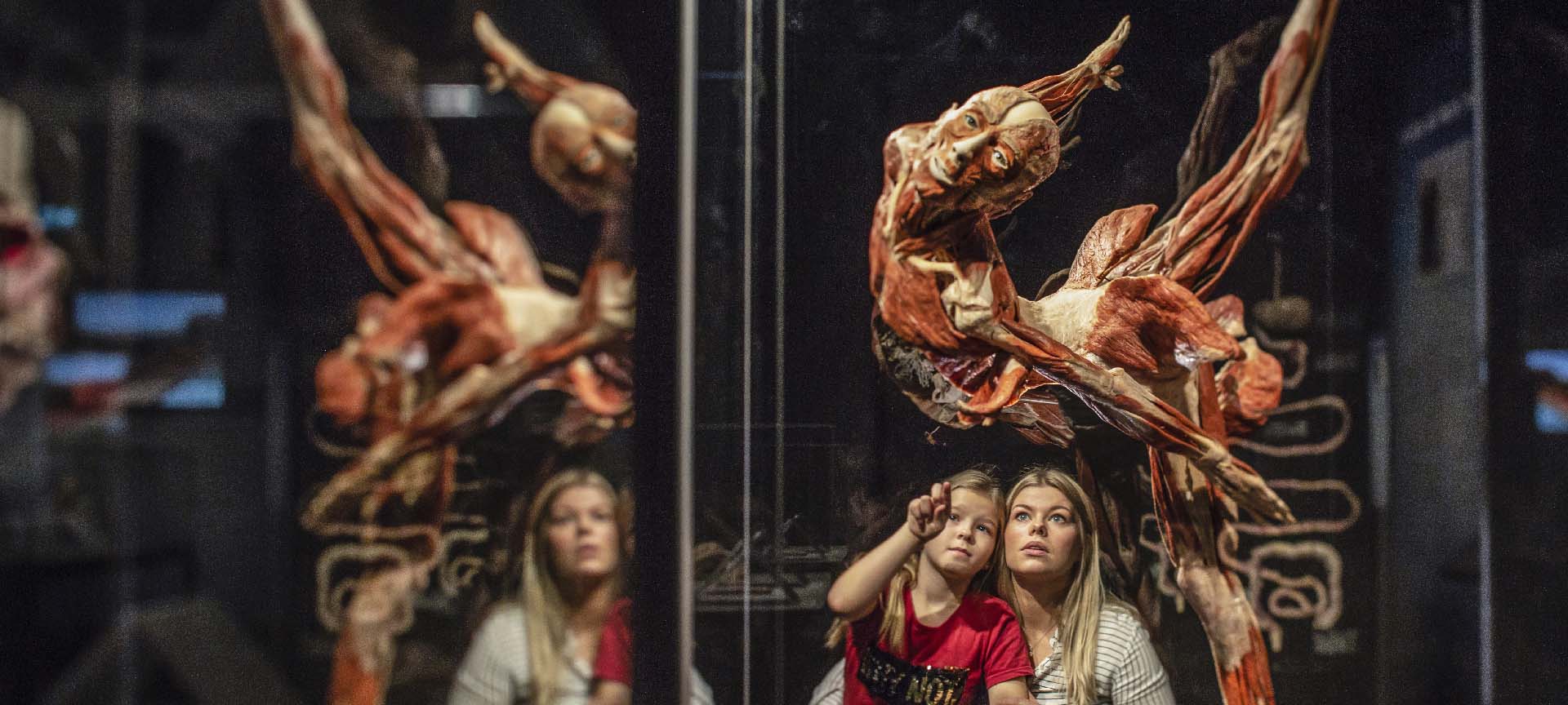 Exposición: Body Worlds. El ritmo de la Vida Exposición: Body Worlds. El ritmo de la Vida