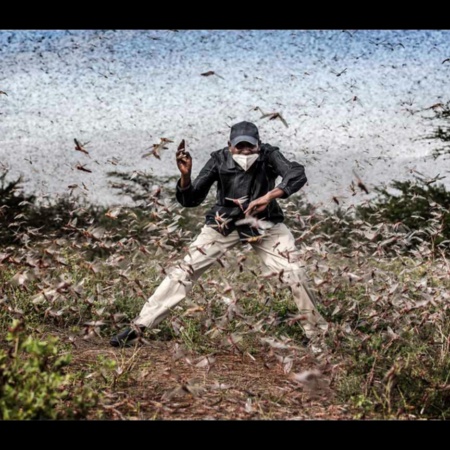 「世界報道写真コンテスト」最終選考作品。バッタ来襲と闘う東アフリカ