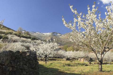 カセレス（エクストレマドゥーラ州）にあるヘルテ渓谷の桜の開花