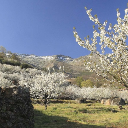 Ciliegi in fiore nella Valle del Jerte, a Cáceres (Estremadura)