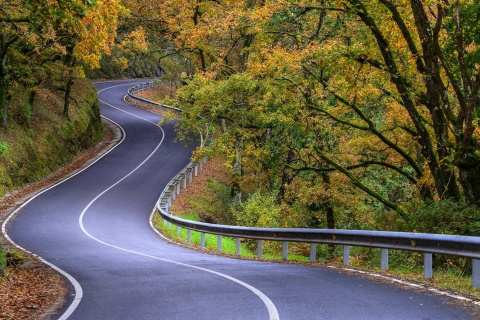 森を走る道路。サンティアゴ巡礼の道。ガリシア州