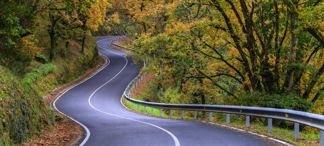 Strada nel bosco. Cammino di Santiago. Galizia