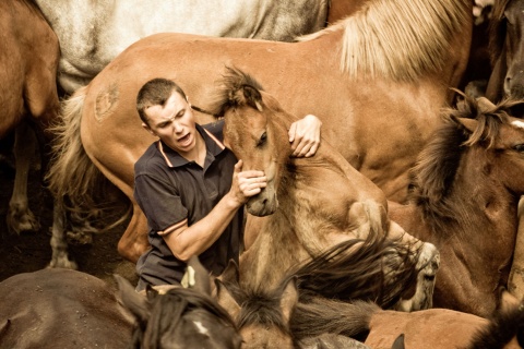 A man, "aloitador", holds a wild horse in the traditional mane-shaving "Rapa das Bestas" celebration of Sabucedo