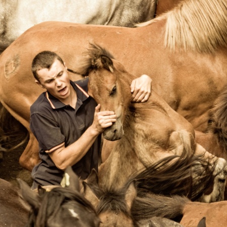 Um "aloitador" segura um cavalo selvagem na tradicional festa "Rapa das Bestas" de Sabucedo