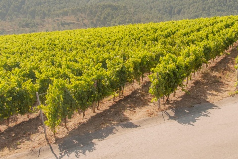 Weinberge in der Region Rias Baixas in Pontevedra, Galicien