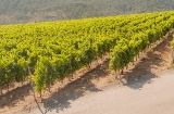 Vignobles de la région de Las Rías Baixas à Pontevedra, Galice