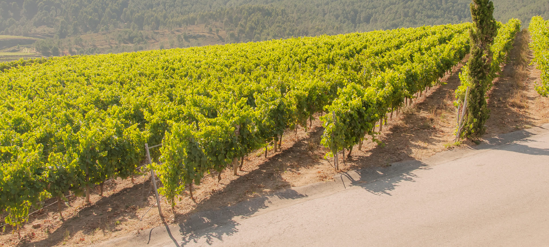 Vignobles de la région de Las Rías Baixas à Pontevedra, Galice