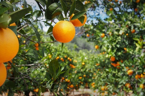 バレンシアのオレンジ畑