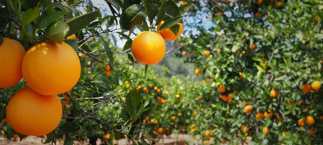 Pomar de laranjeiras em Valência