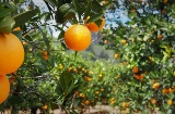 Pomar de laranjeiras em Valência