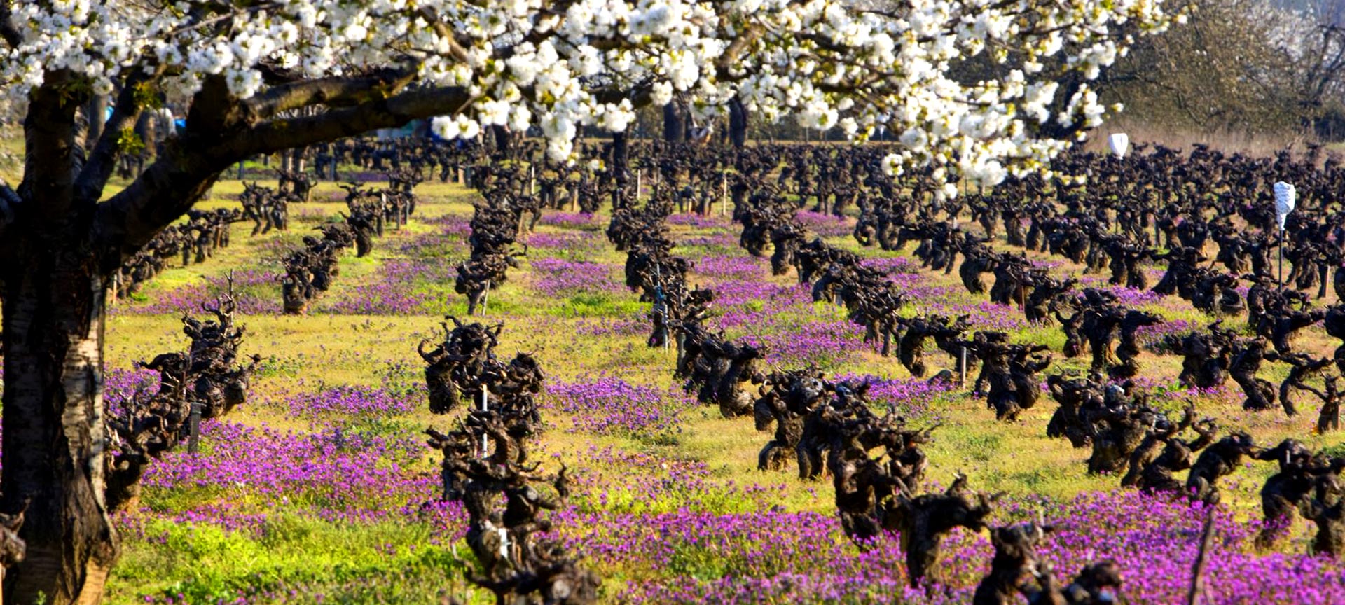 Paisaje de la Ruta del Vino del Bierzo - Bierzoenoturismo