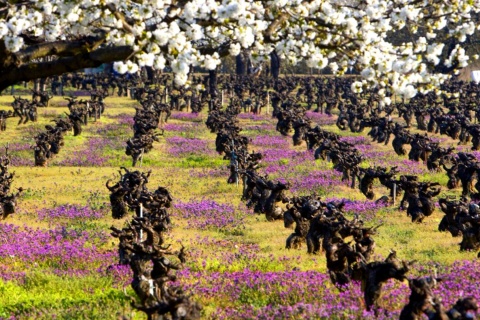 Paysage de la Route du vin du Bierzo - Bierzœnotourisme