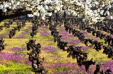 Landscape on the El Bierzo – Bierzo Enoturismo Wine Route