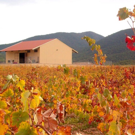 Винодельческое хозяйство Monastrell на маршруте виноделия в Бульясе