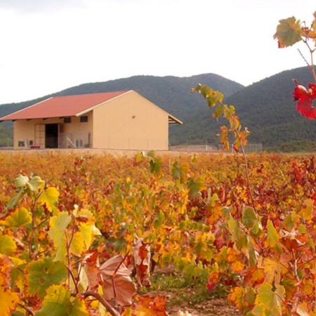Bodega Monastrell an der Weinstraße von Bullas
