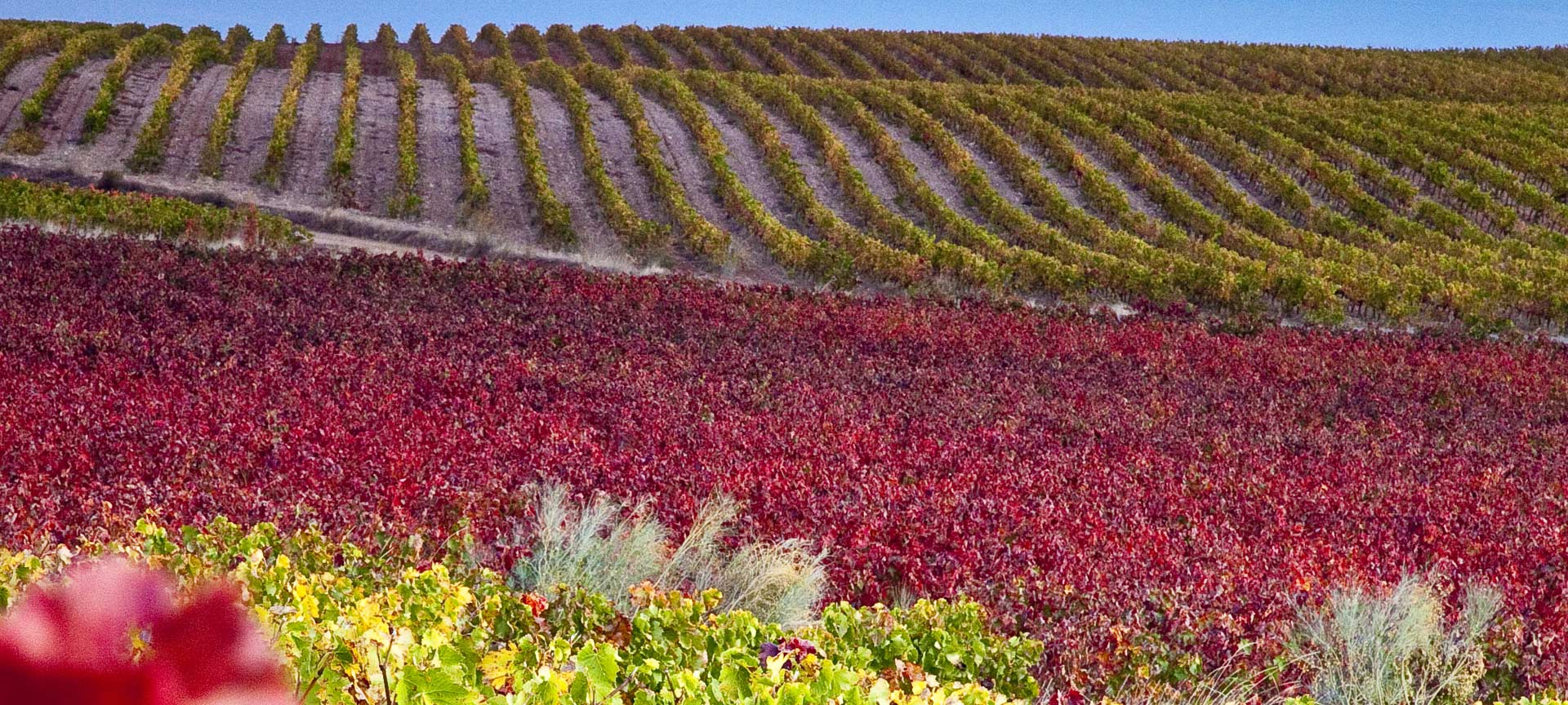 Paisaje de la Ruta del Vino Campo de Cariñena