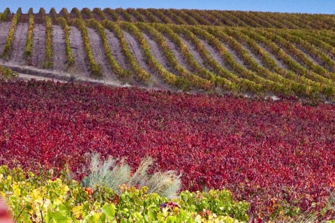 Paisagem do Roteiro do Vinho Campo de Cariñena