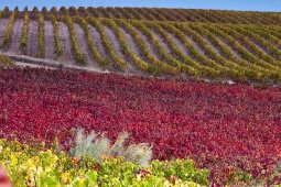 Paisagem do Roteiro do Vinho Campo de Cariñena