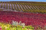 Paisaje de la Ruta del Vino Campo de Cariñena